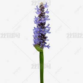 ɫĻ pontederia cordata ӰͼƬ  ֲ ʻ