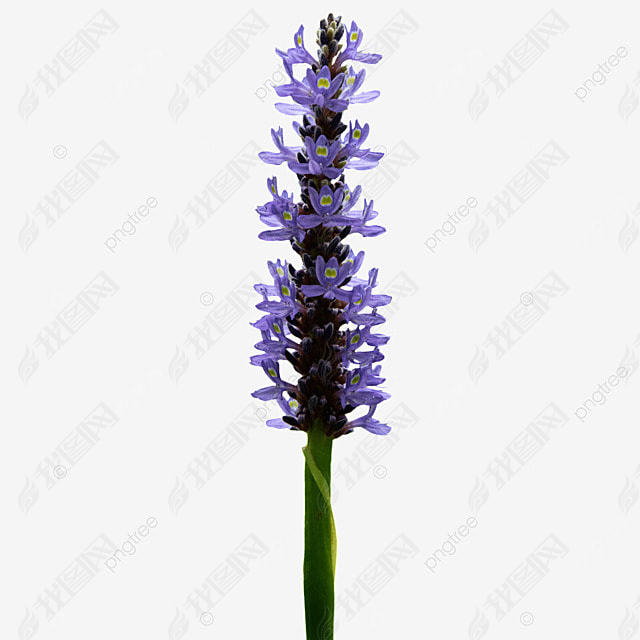 ɫĻ pontederia cordata  ֲ Ӱ ͼ 