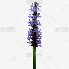 ɫĻ pontederia cordata  ֲ Ӱ ͼ 