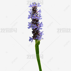 ɫĻ pontederia cordata ӰͼƬ ֲ ʻ 