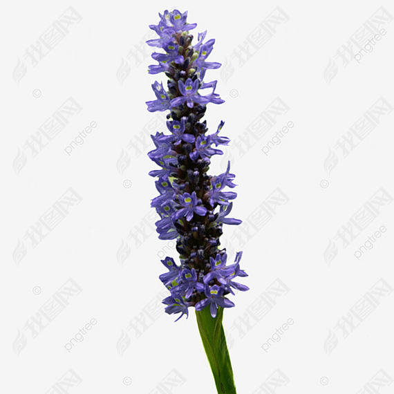 ɫĻ pontederia cordata  ֲ Ӱͼ