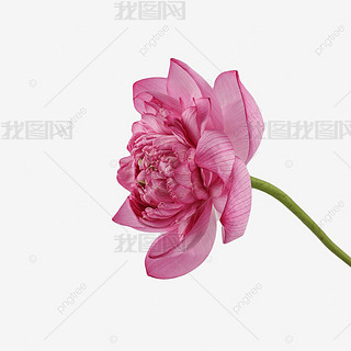 荷花的花瓣颜色专题模板-荷花的花瓣颜色图片素材下载-我图网