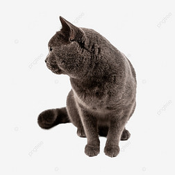 猫生物灰色可爱特写动物