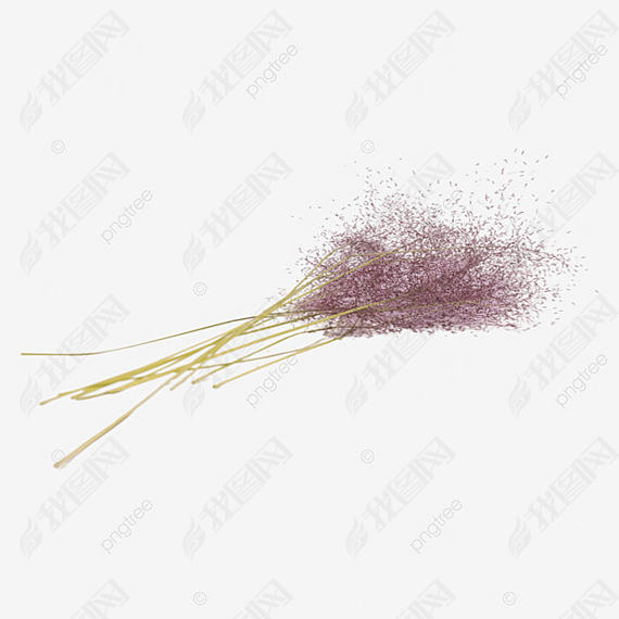 muhly grassӰͼƬҩ