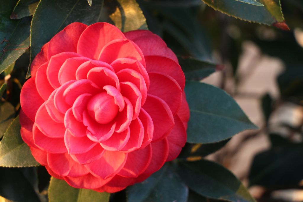 阳光茶花赤丹红植物摄影图