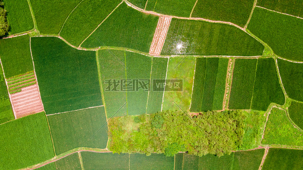 航拍田野稻谷农田