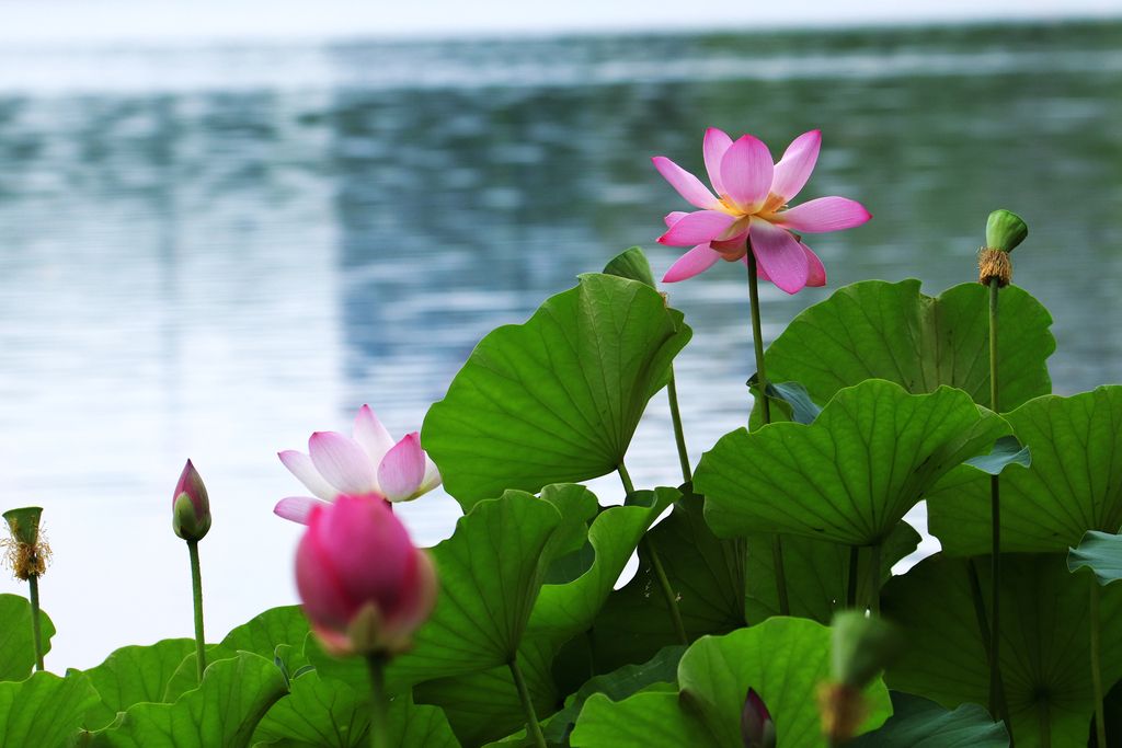 夏季粉色荷花池下载-编号26885714-自然风景-我图网