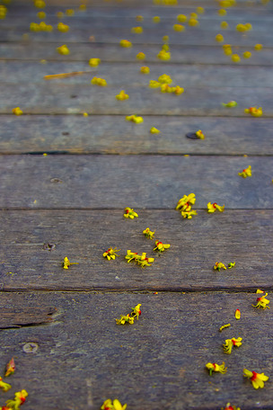 秋天一地的落花