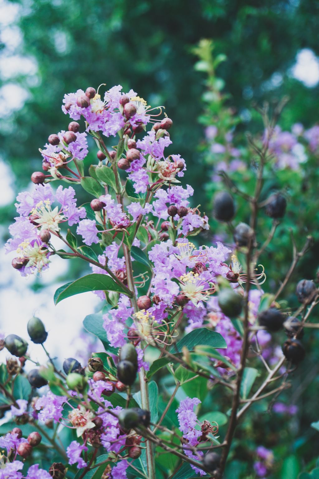 清晨唯美花树下载-编号26876228-自然风景-我图网