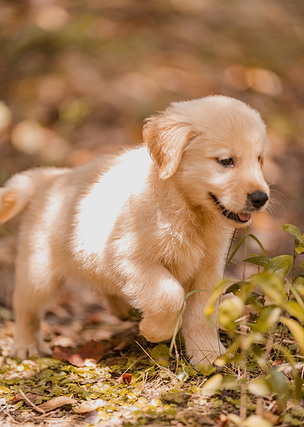 金毛寻回猎犬幼犬摄影图片