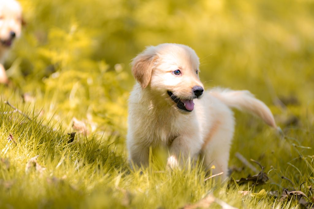 金毛幼犬写真图片图片