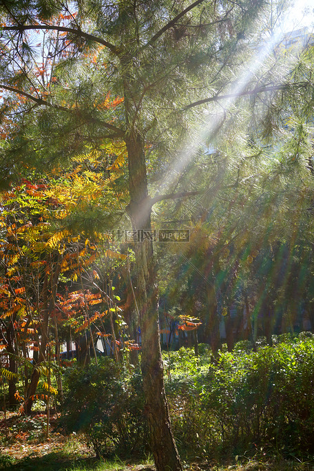 摄影网 自然风景 光影树影原创正版光影树影摄影图素材,作品编号