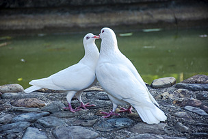 摄影一对正在亲嘴的情侣鸽