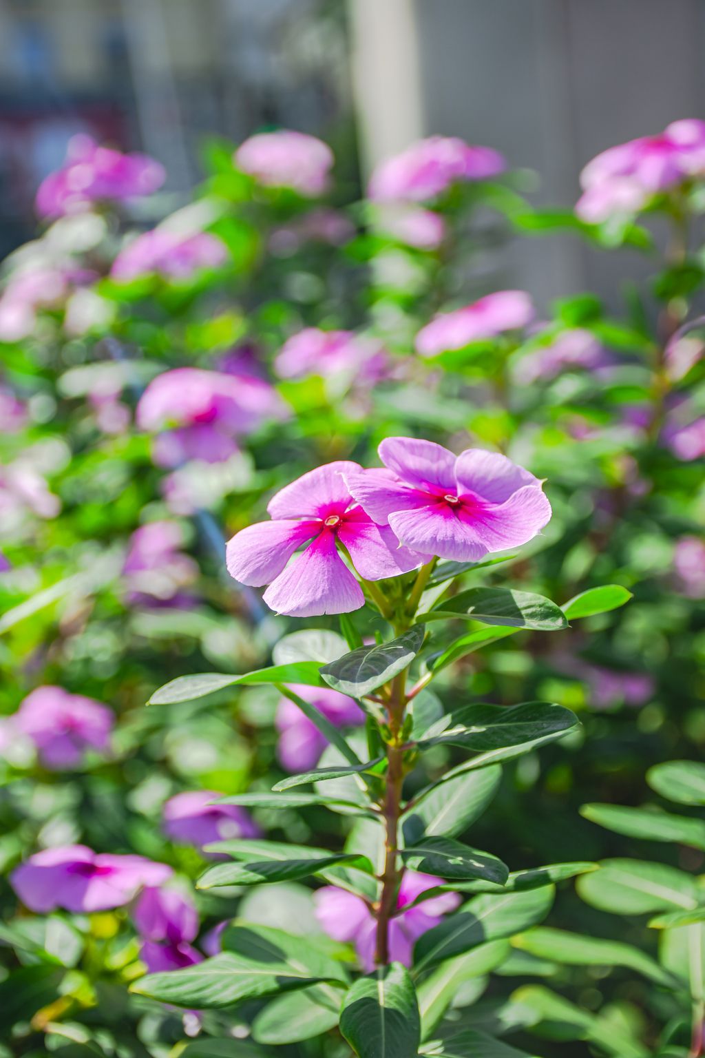户外摄影美丽的长春花