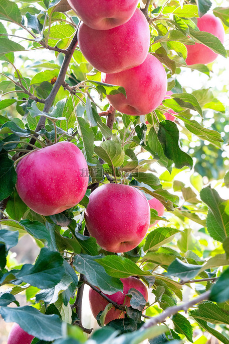苹果园苹果树