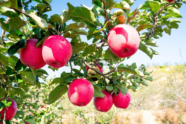 苹果树红苹果-摄影图-我图网