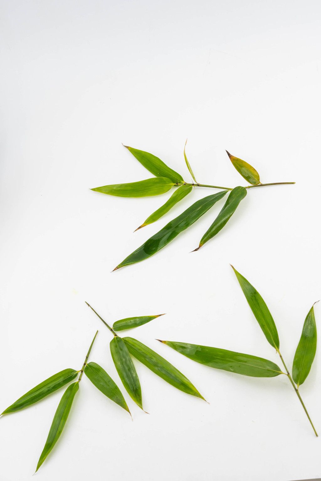 绿色植物叶子竹叶