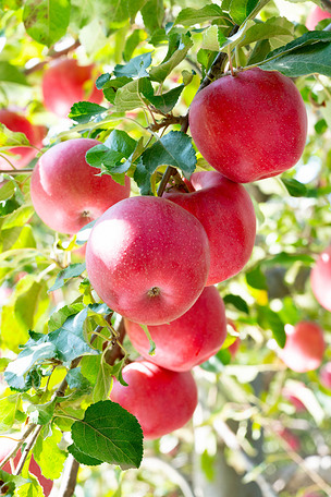 苹果树红苹果