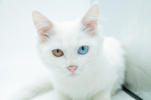 纯白异瞳波斯猫