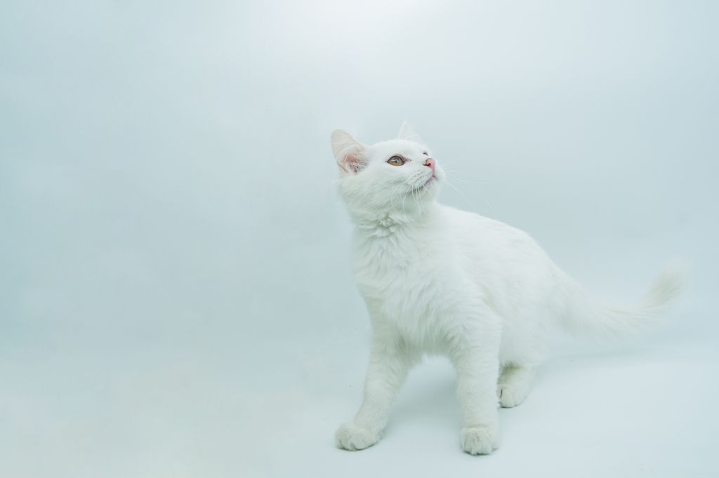 纯白异瞳波斯猫