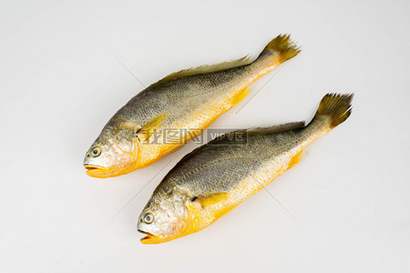 生鲜大黄花鱼