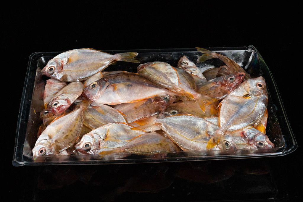 油叶鱼海鲜水产食材