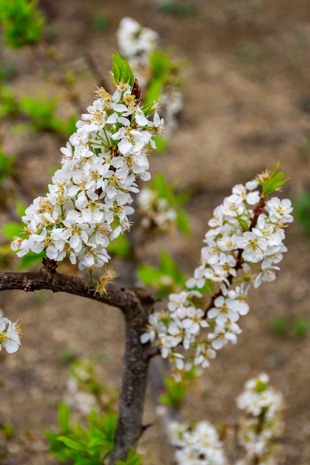 李花梨花春天花开