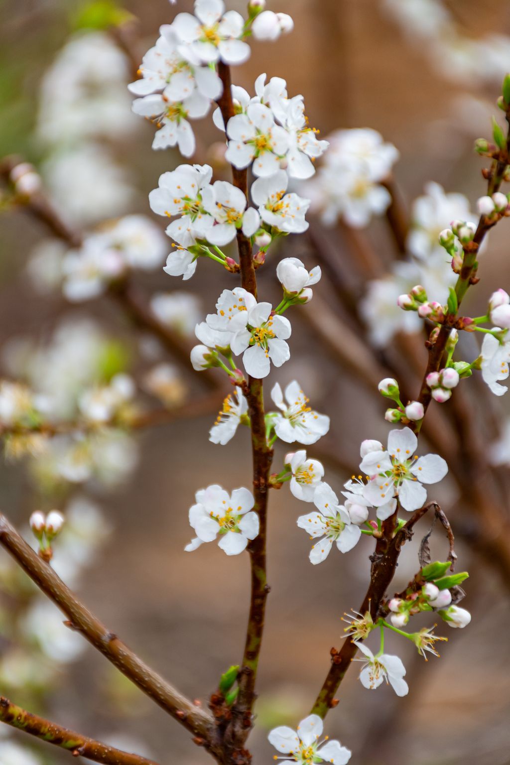 李花梨花春天花开