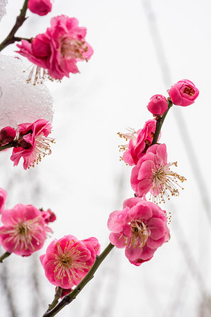 冬日雪景梅花
