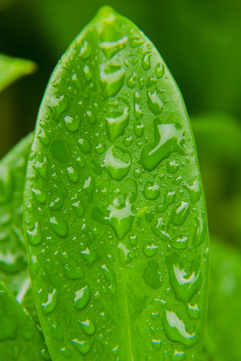 春天雨后凝聚露珠的树叶