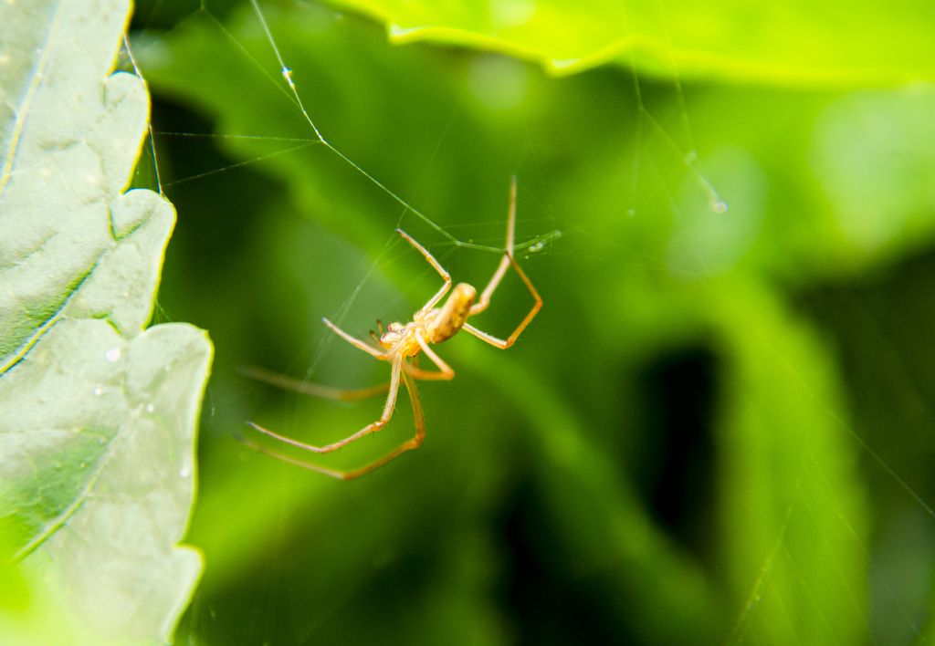 一只蜘蛛在叶子上结网觅食