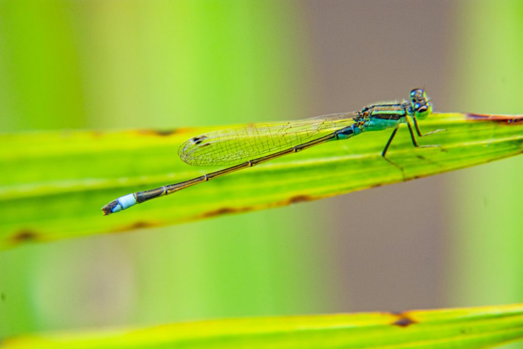 一只蜻蜓落在叶子上