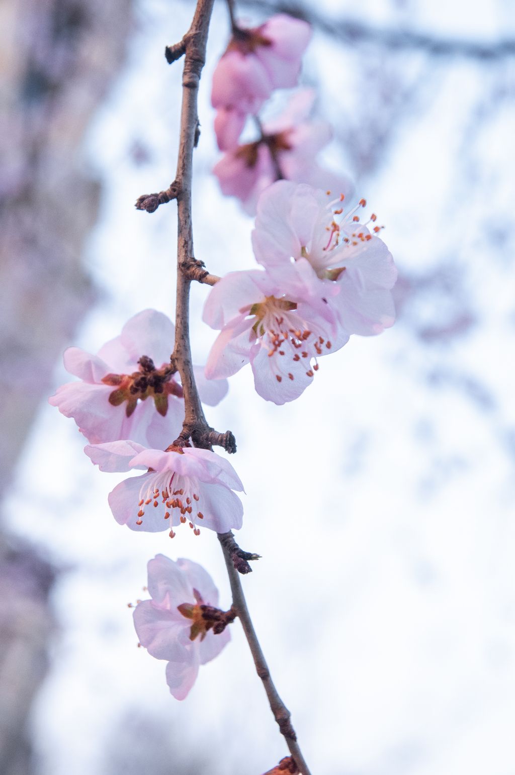 春天盛开的美丽花朵下载-编号26805757-自然风景-我图网