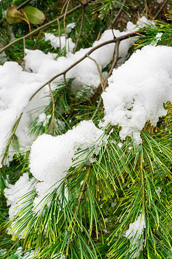 冬季压在树枝上的白雪