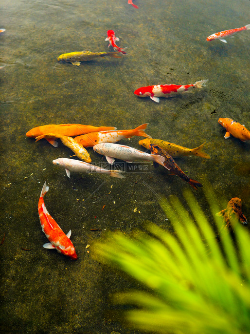金鱼锦鲤鱼池