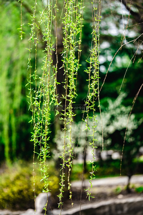 发芽的柳条