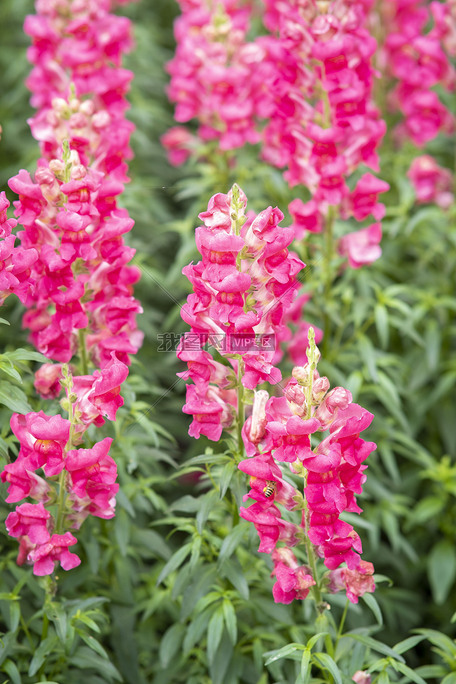 原创正版金鱼草摄影图素材,作品编号552599,作品分类其他,尺寸像素