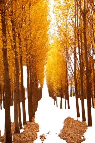 秋季的森林美景免抠元素