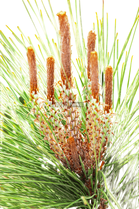 原创正版户外松针松枝摄影免抠元素摄影图素材,作品编号708164,作品