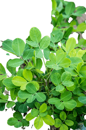 花生苗花生秧免抠元素