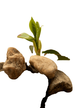 石缝里顽强生长的生命免抠元素