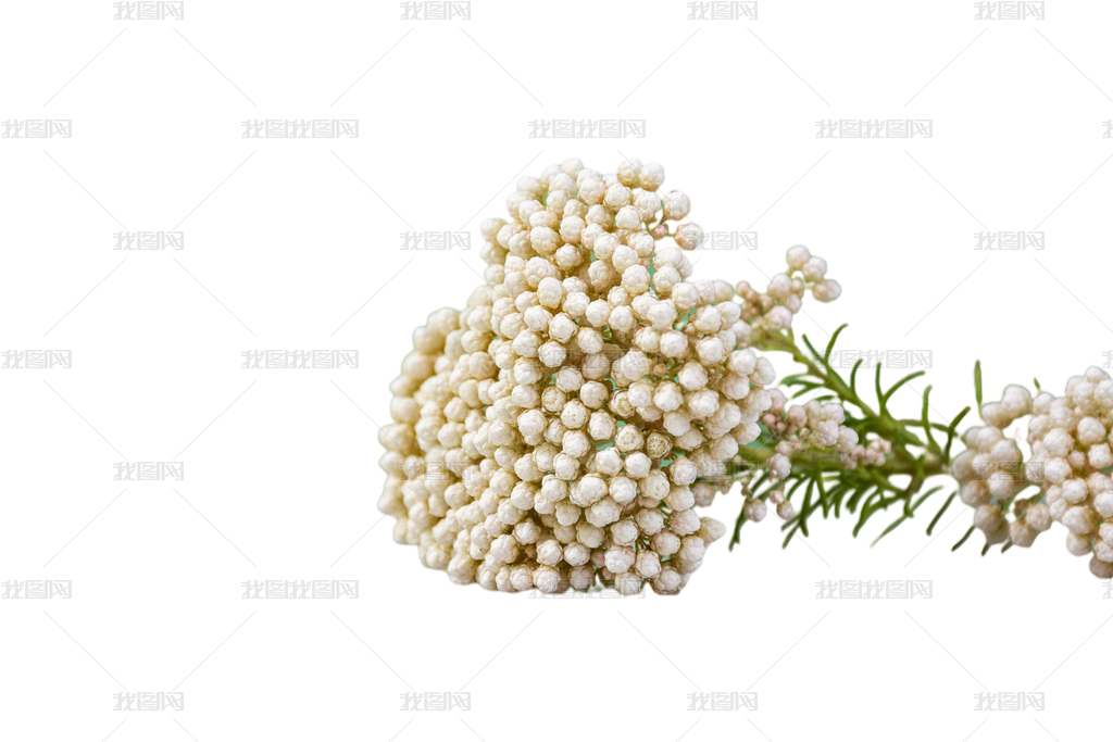 小米花免抠元素图片素材模板下载 免抠摄影图 我图网