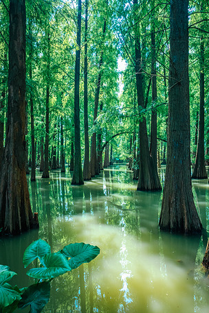 绿林景观下载-编号26784042-自然风景-我图网