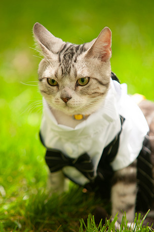 穿西装的虎斑猫