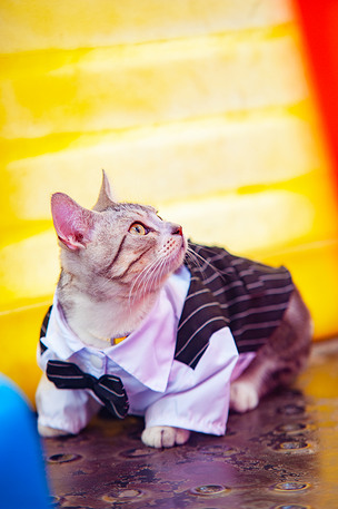 虎斑猫西装宠物写真