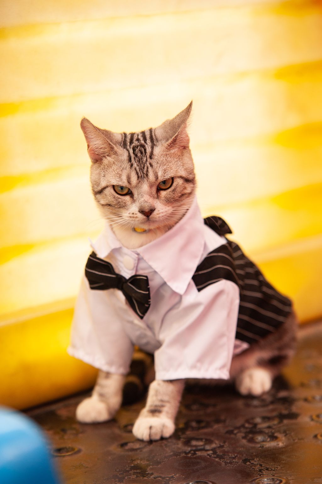 虎斑猫西装宠物写真