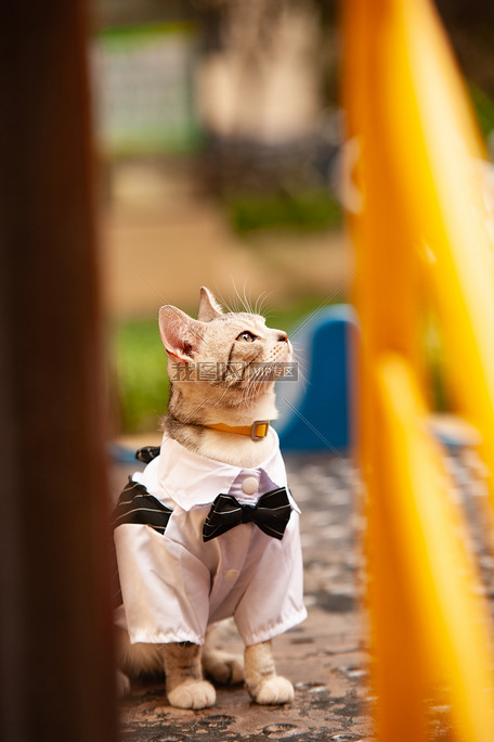 虎斑猫西装宠物写真