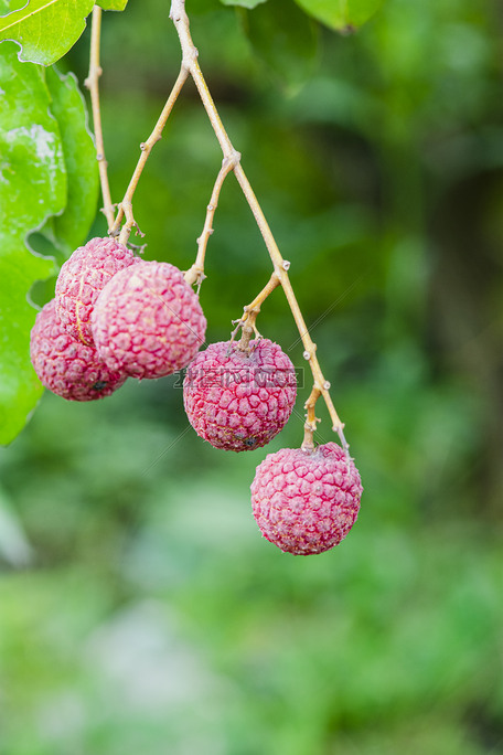 白天户外荔枝在夏天生长成熟