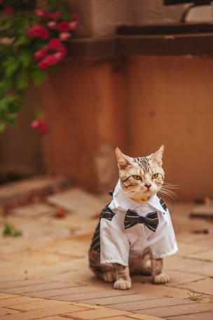 穿西装的虎斑猫