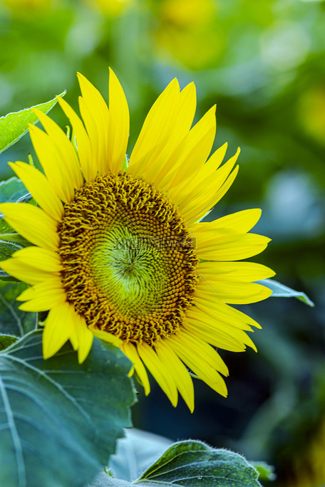 白天户外向日葵在夏天盛开